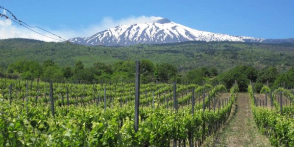 Etna wines