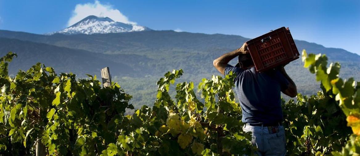 Vini Dell'Etna - Conosciamo I Vitigni 1 Vini Dell’etna